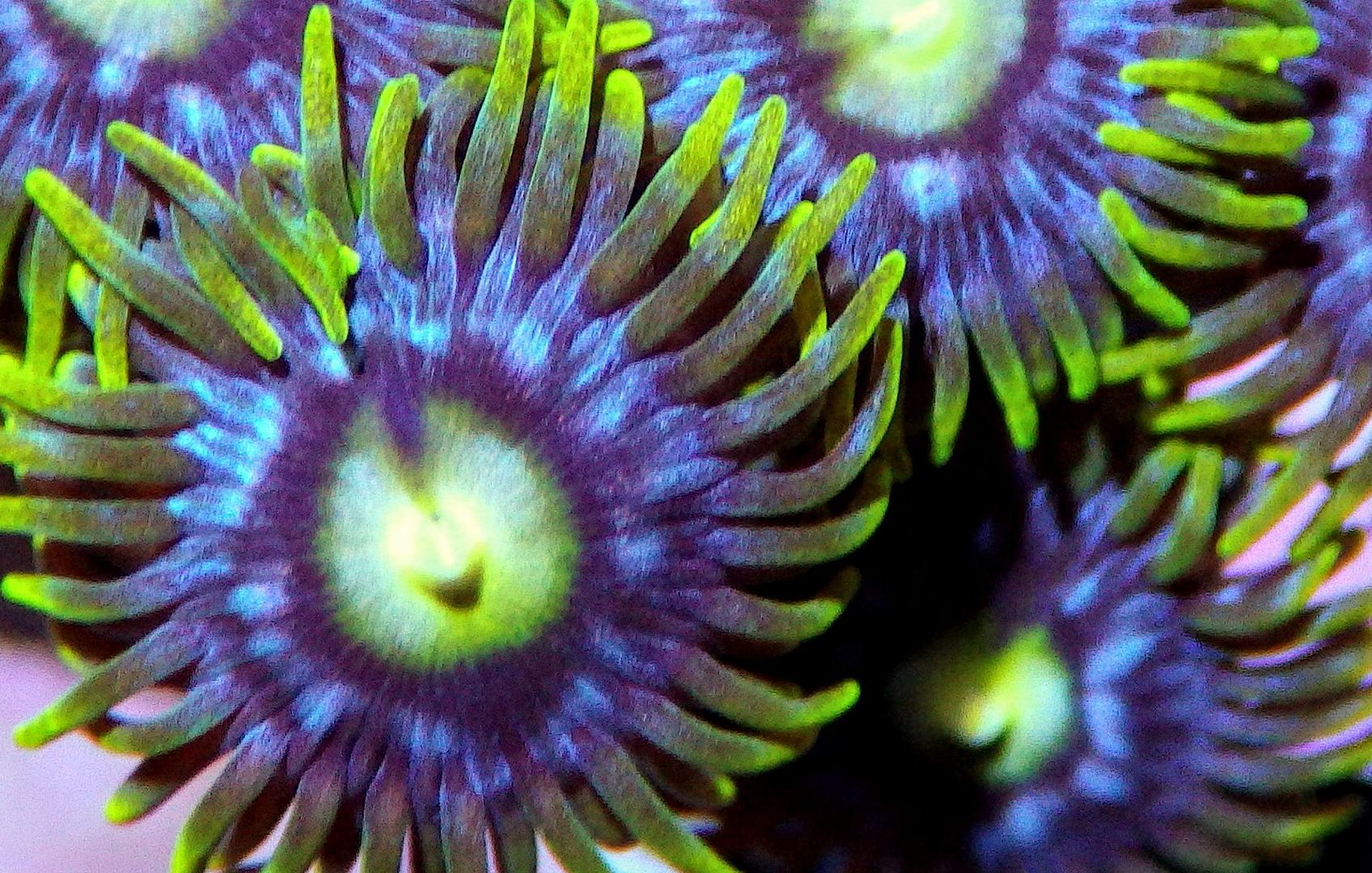 Zoanthids! REEF2REEF Saltwater and Reef Aquarium Forum